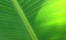 green bird of paradise palm Original Photo placemat