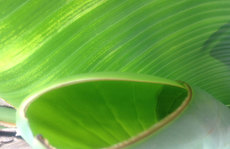green fan leaf Original Photo placemat
