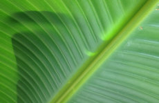 green giant palm Original Photo placemat
