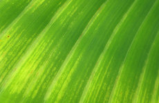 green closeup giant palm Original Photo placemat