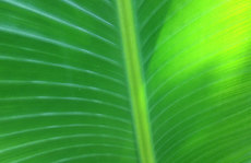 green fan leaf close up Original Photo placemat