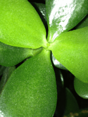 green rubber plant leaf close up Original Photo placemat