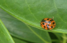 Ladybug on a green leaf Original Photo placemat