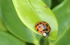 Ladybug 3 on a green leaf Original Photo placemat