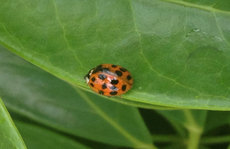 Ladybug 4 on a green leaf Original Photo placemat