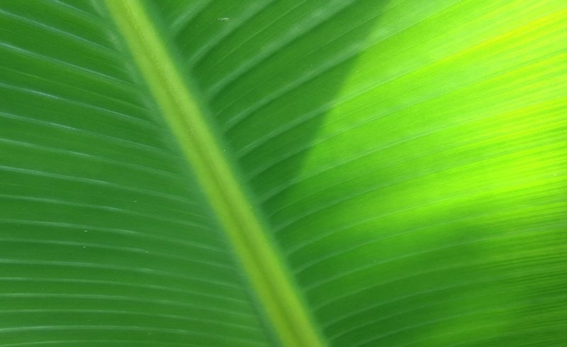 Spiritual Surf Wear Placemat- Tropical Fan Leaf