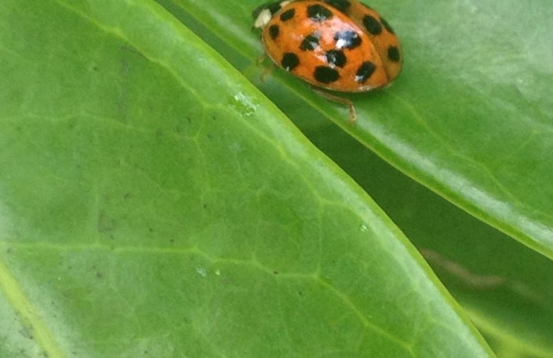 Spiritual Surf Wear Placemat- Lounging Ladybug