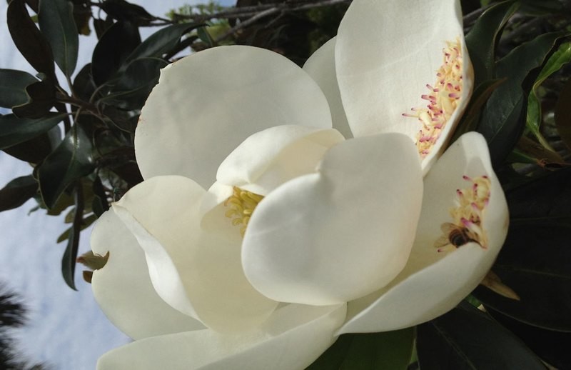 Spiritual Surf Wear Placemat- Giant White Flower with Bee