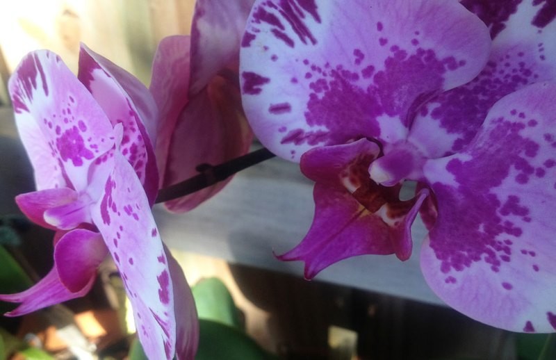 Spiritual Surf Wear Placemat- Phalaenopsis