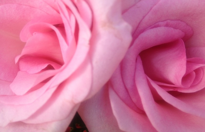 Spiritual Surf Wear Placemat- Twin Pink Rose