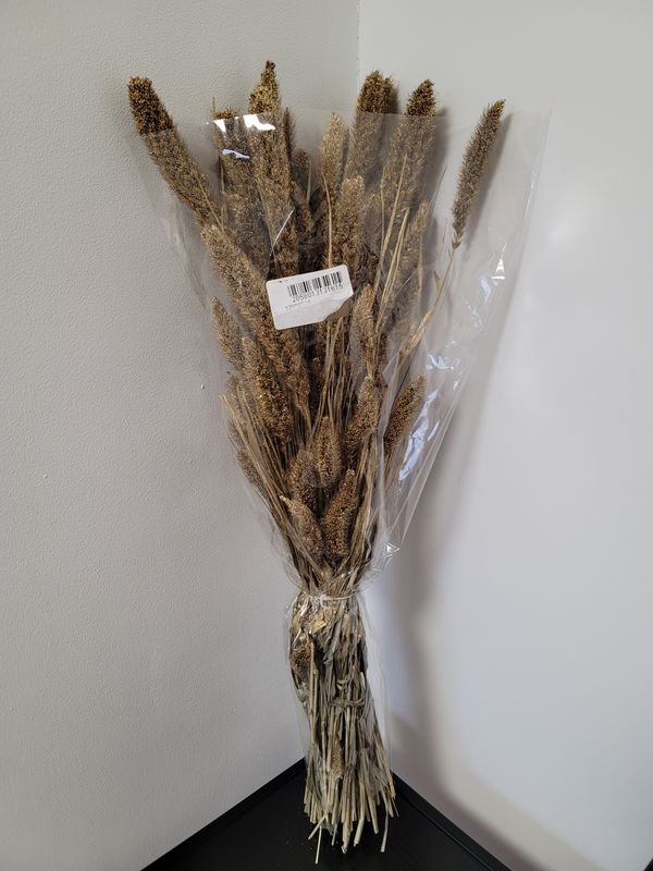 Droogbloemen trosgierst goud