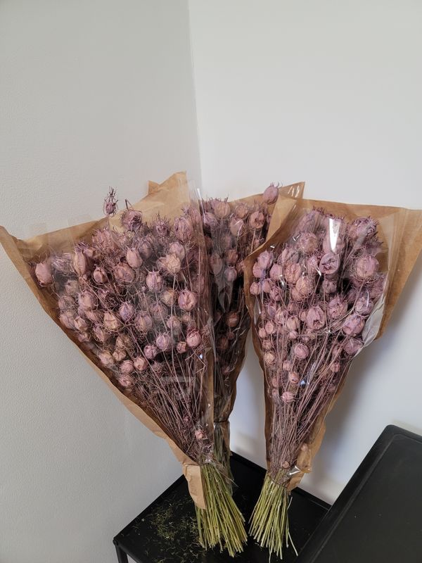 Droogbloemen paars nigellia
