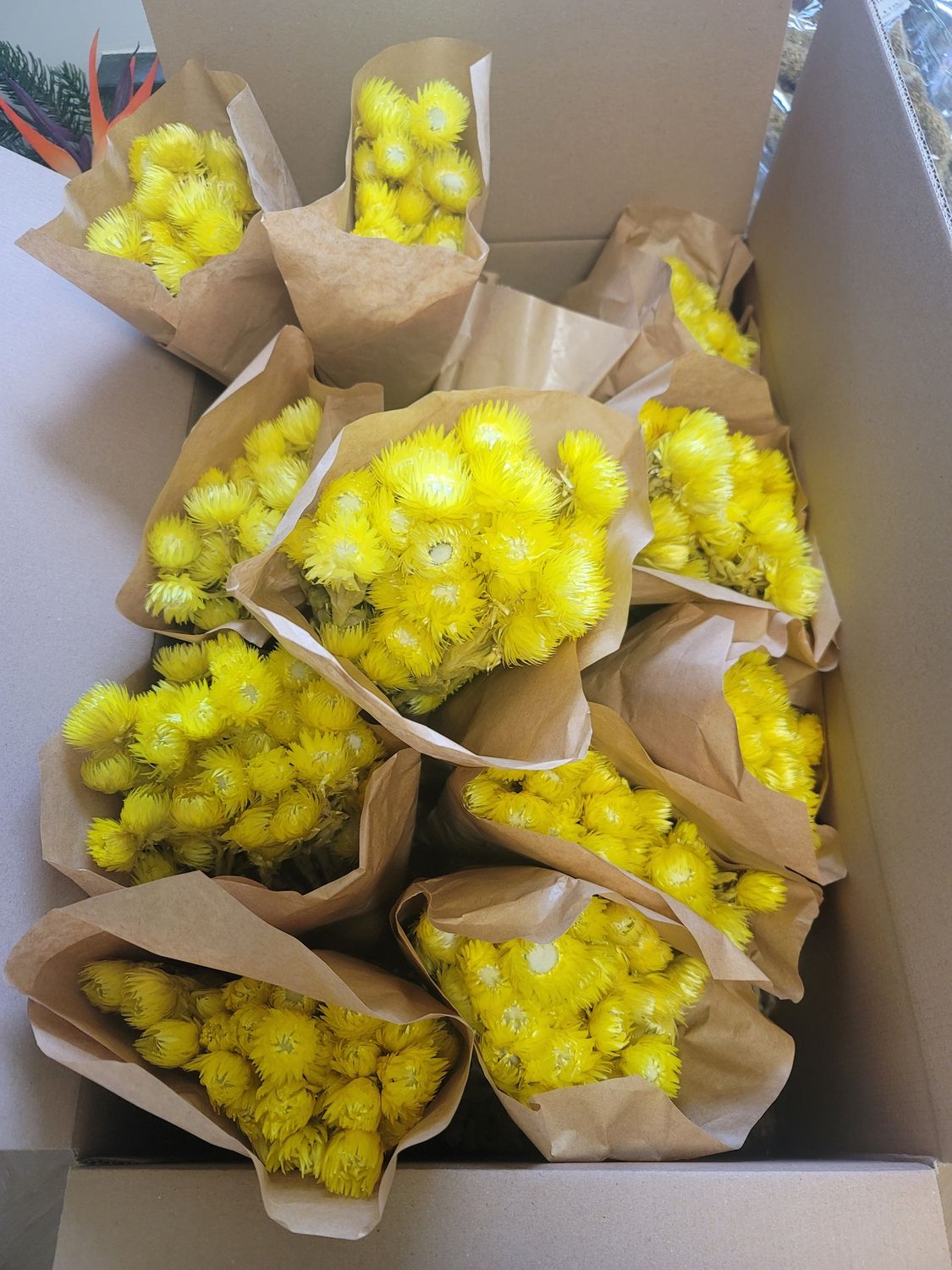 Droogbloemen kaapsbloem geel
