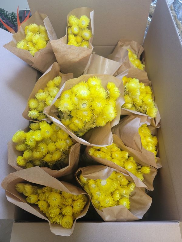 Droogbloemen kaapsbloem geel