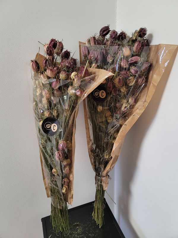 Droogbloemen paars groen nigellia