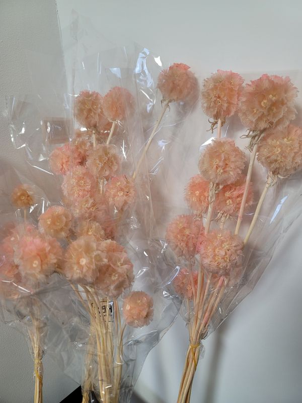 Droogbloemen scabiosa pink