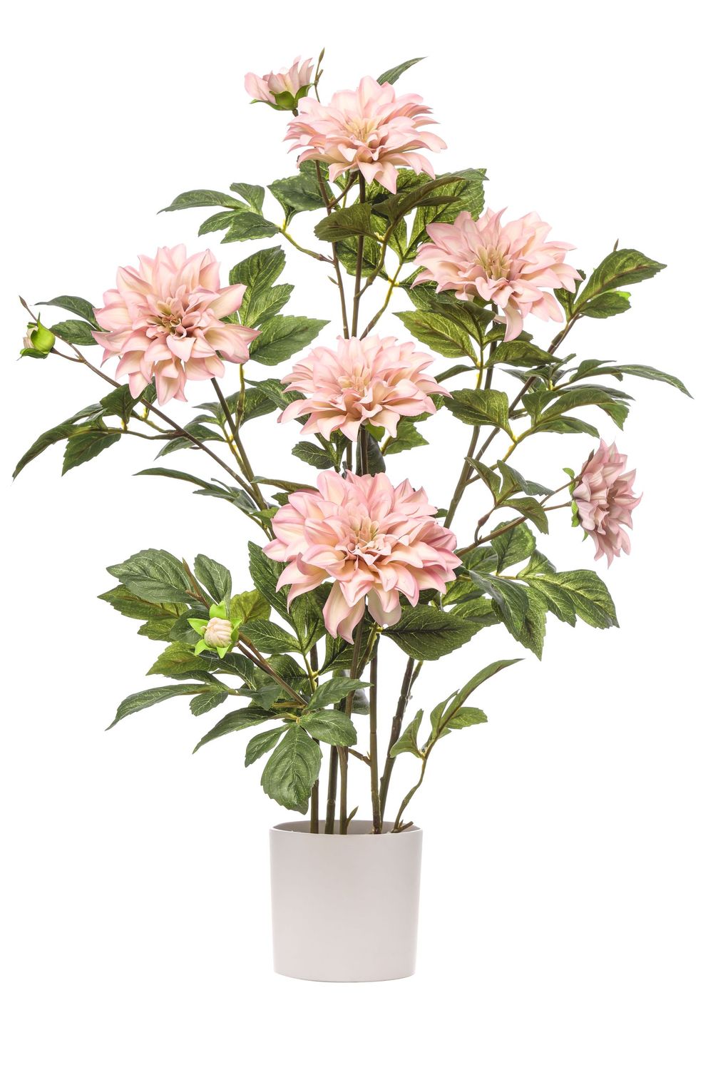 DAHLIA PLANT H 80 CM LIGHT PINK