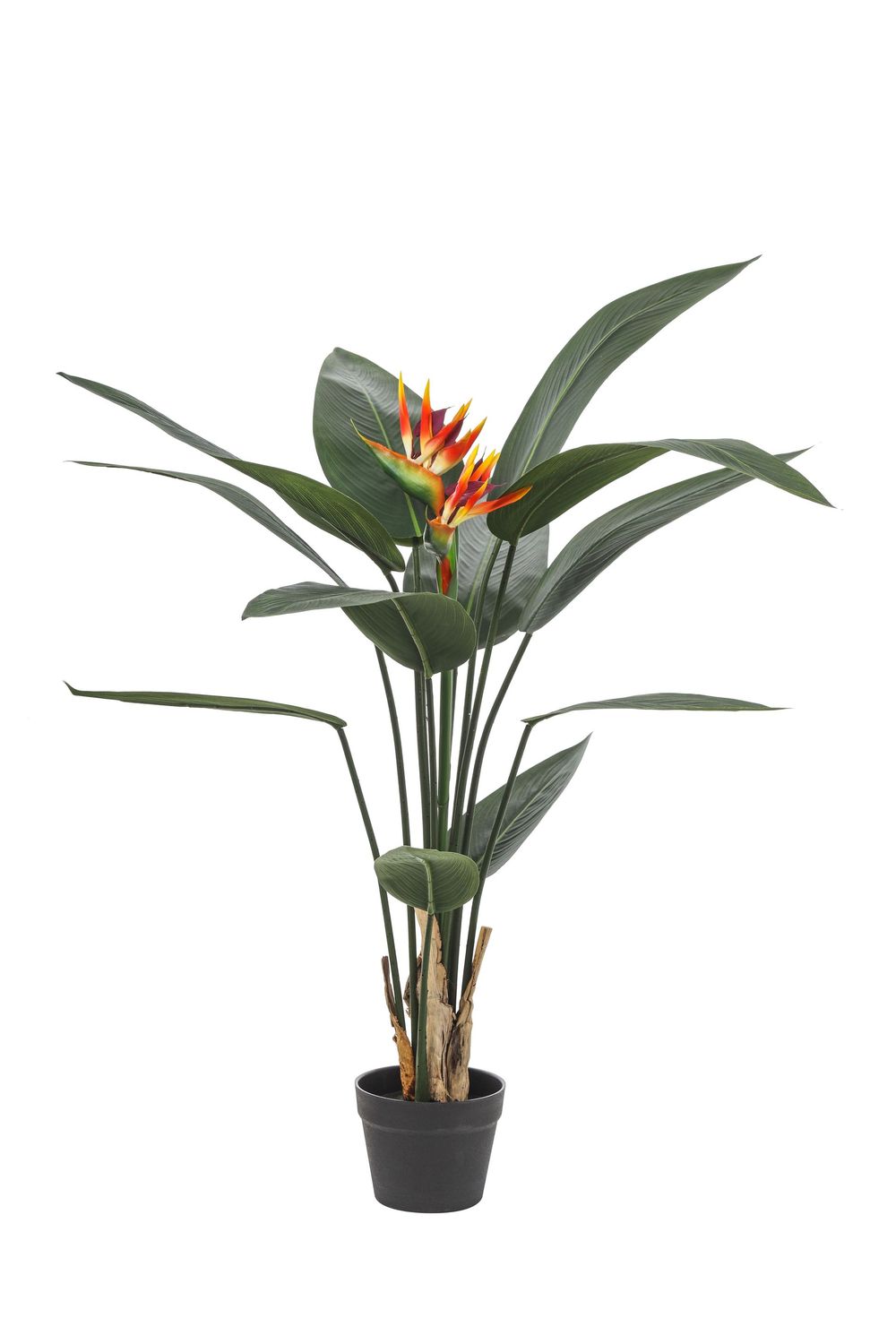 POTTED STRELITZIA PLANT H 120 CM
