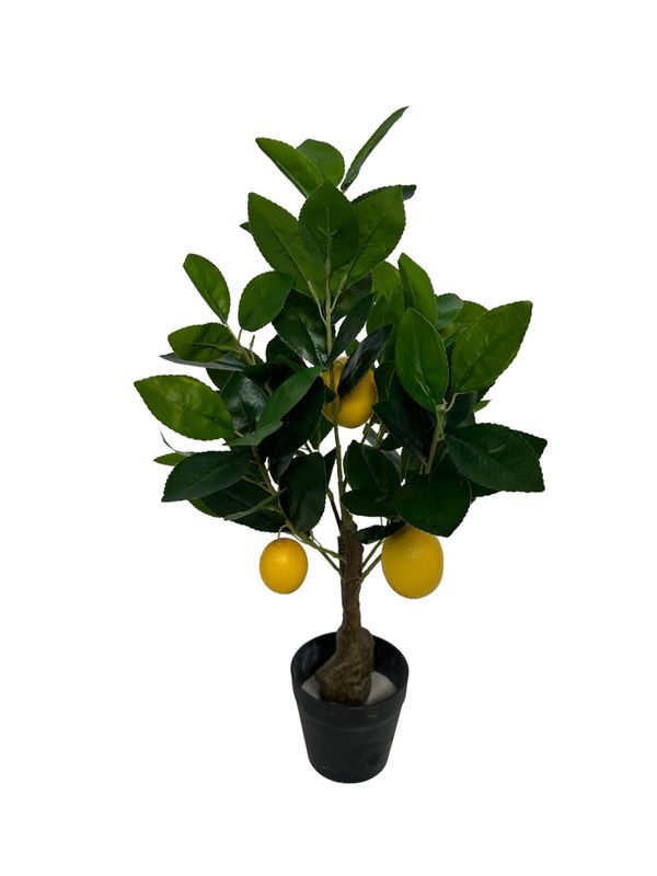 Lemon tree bonsai 50 cm yellow