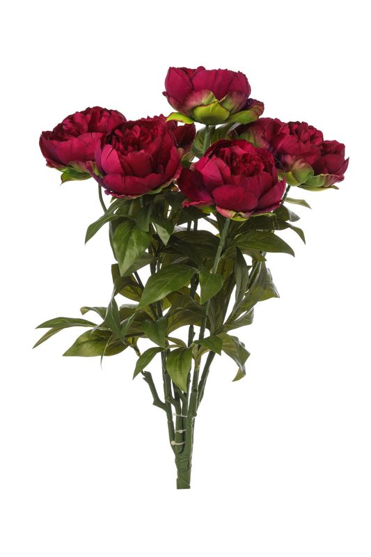 PEONY BUSH X 7 RED