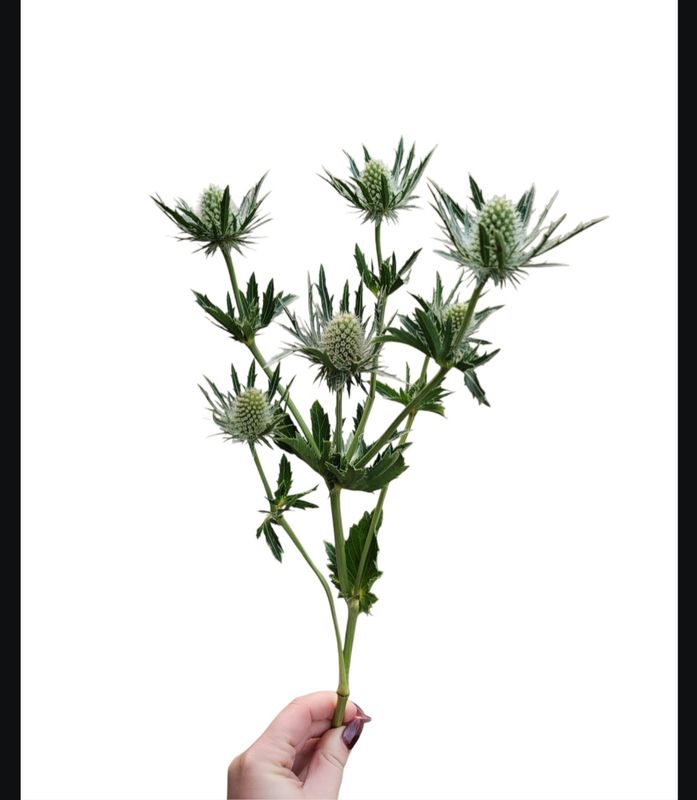 Bos witte distel 50 cm