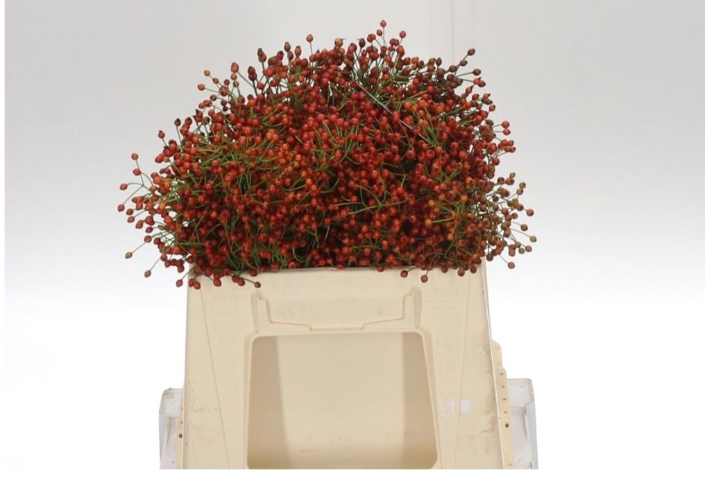 Rozenbottel 30-35 cm