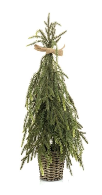 Pine tree in pot 65 cm