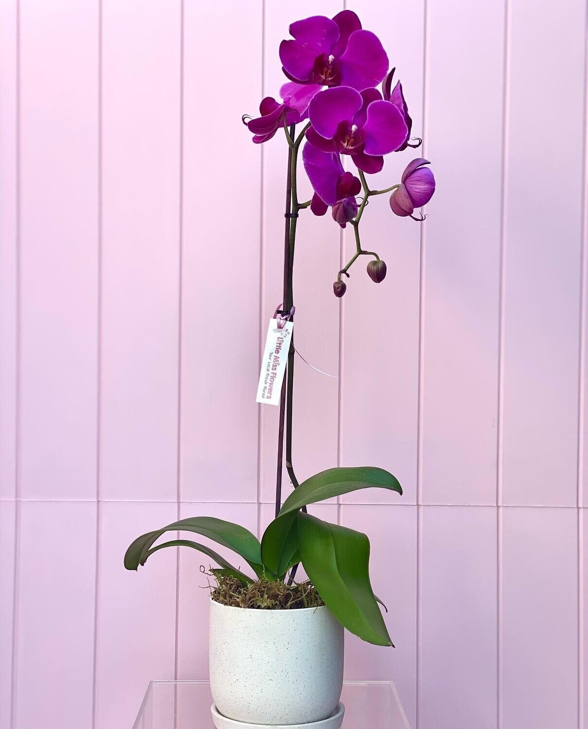 Phalaenopsis Orchid Plant - Assorted Purple
