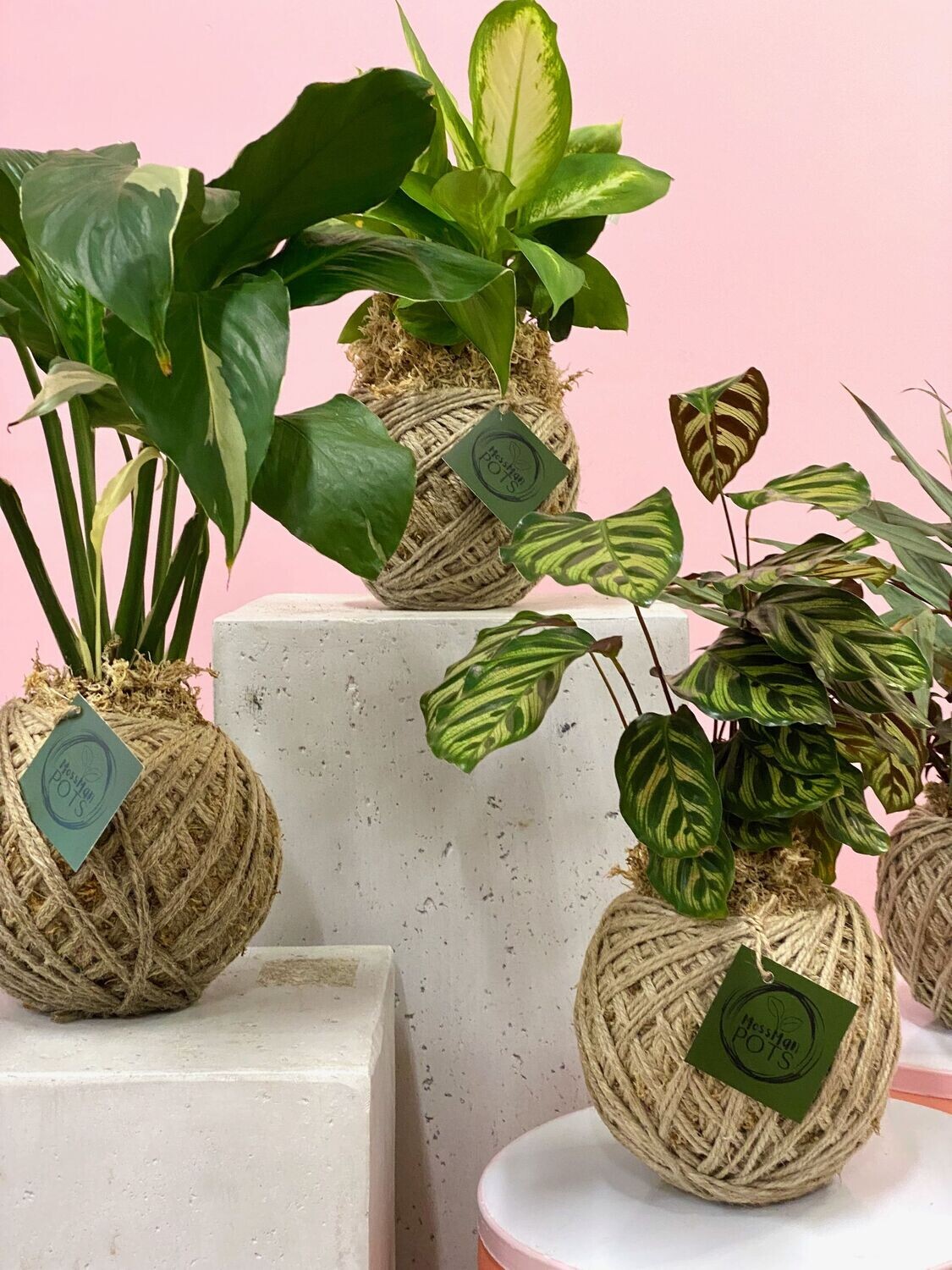 mossman-pots