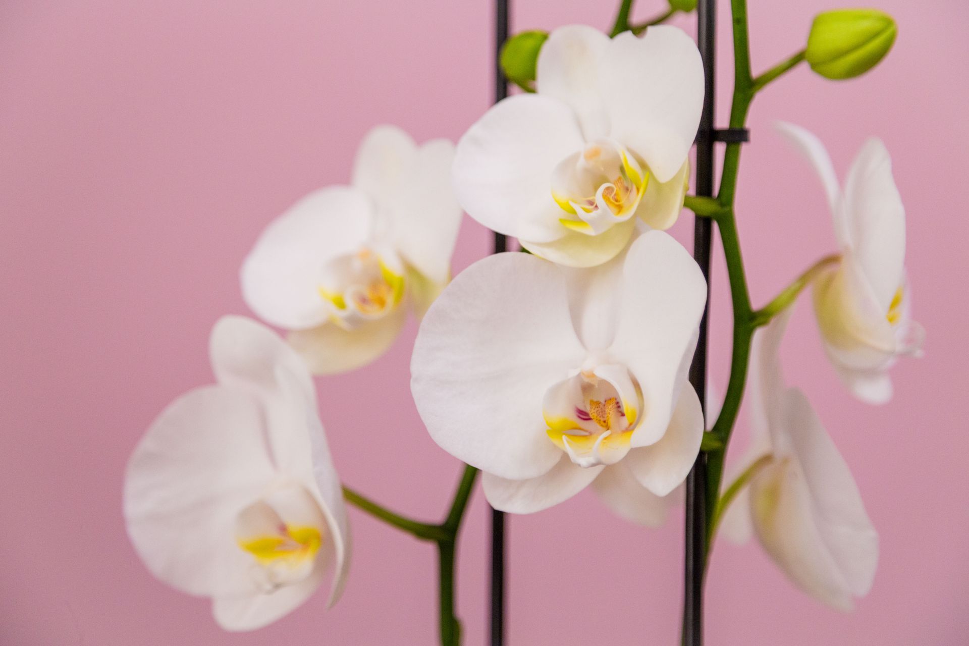 Phalaenopsis Orchid Plant (White)