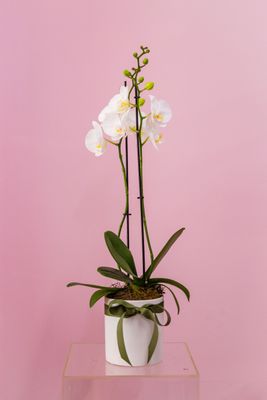 Phalaenopsis Orchid Plant (White)