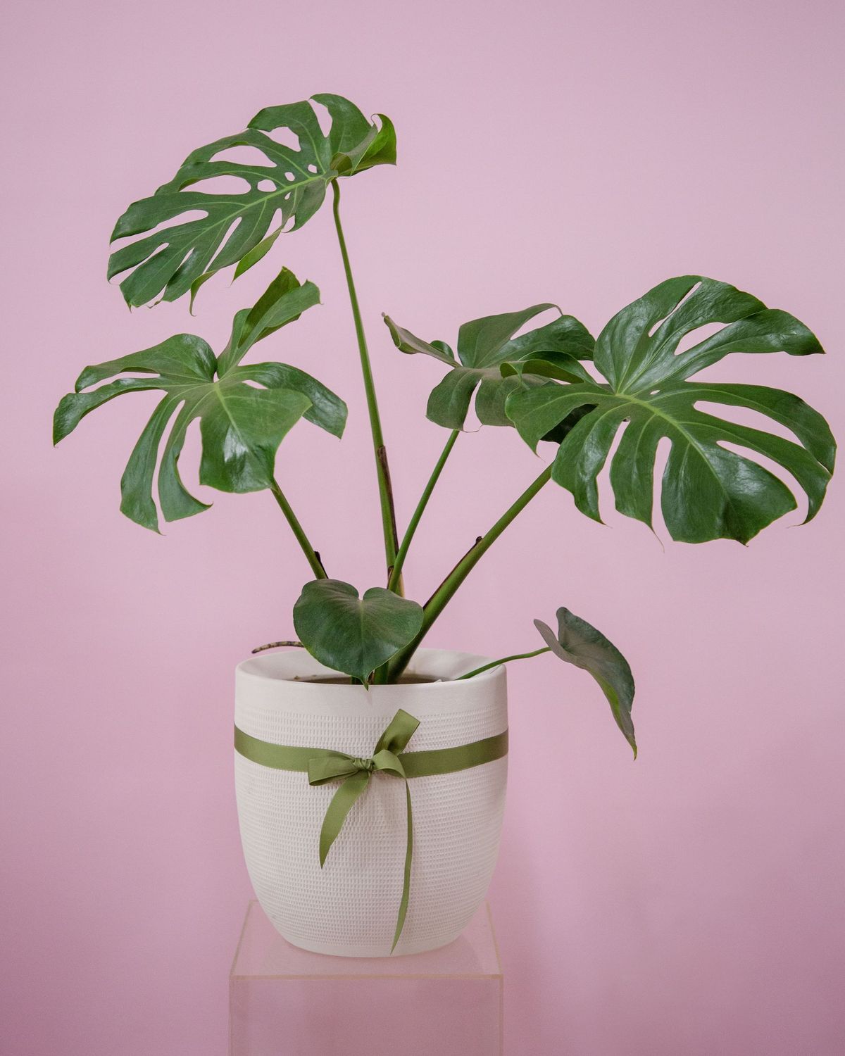 Plant + Pot Combo, Pot and Plant Combo: Medium