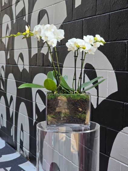 Phalaenopsis Orchid Plant (White)