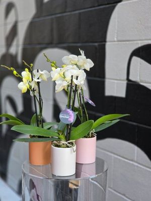 Phalaenopsis Orchid Plant (White)