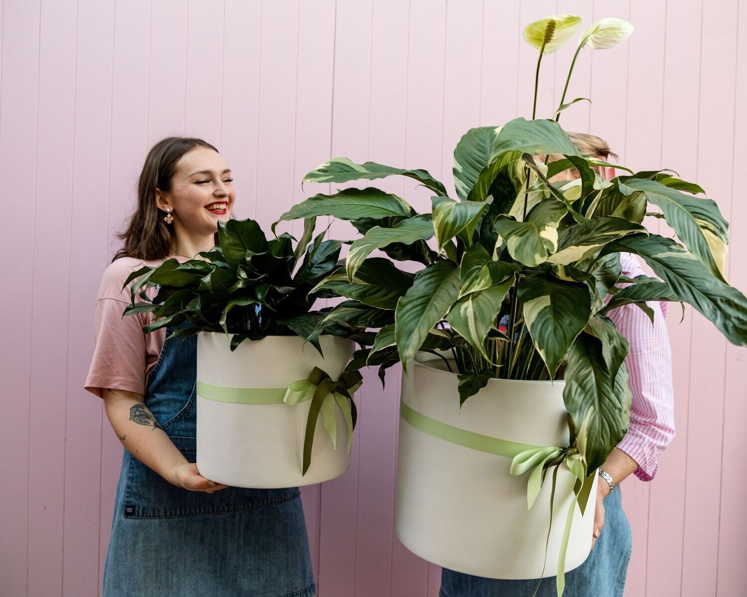Plant + Pot Combo