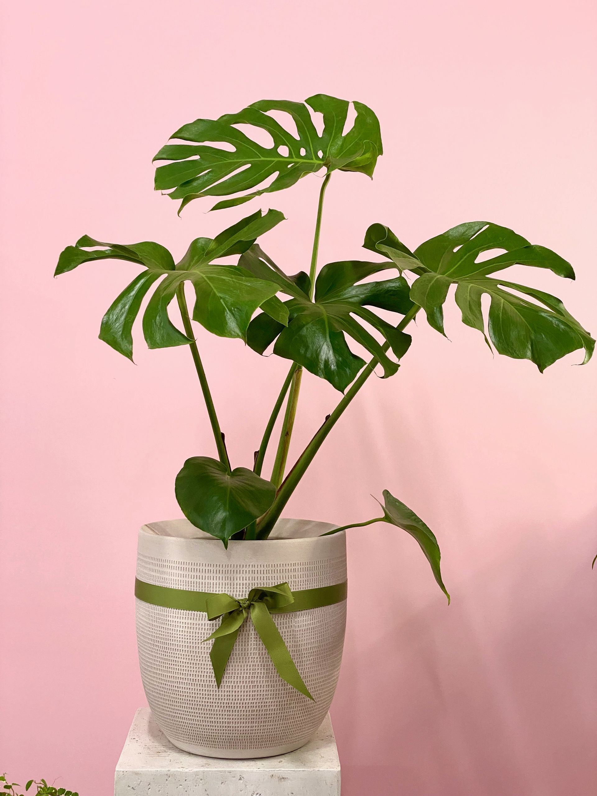 Plant + Pot Combo