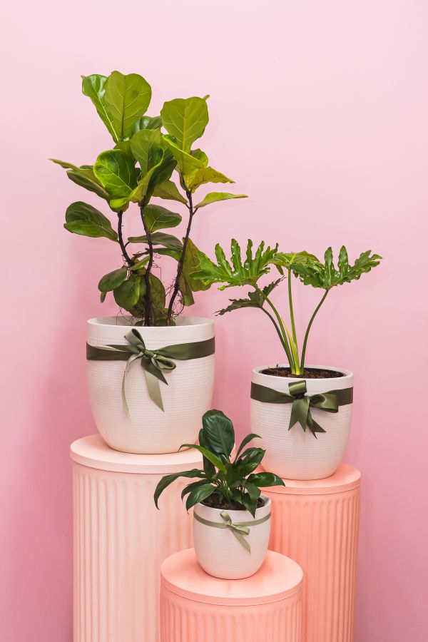Plant + Pot Combo