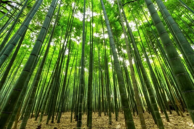 Running Bamboo