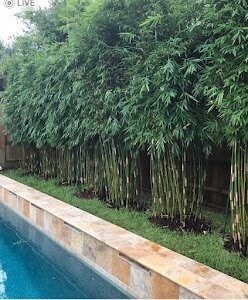 Bambusa Multiplex Hedge Bamboo