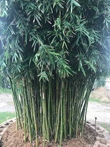 Bambusa Multiplex 'Green Hedge'