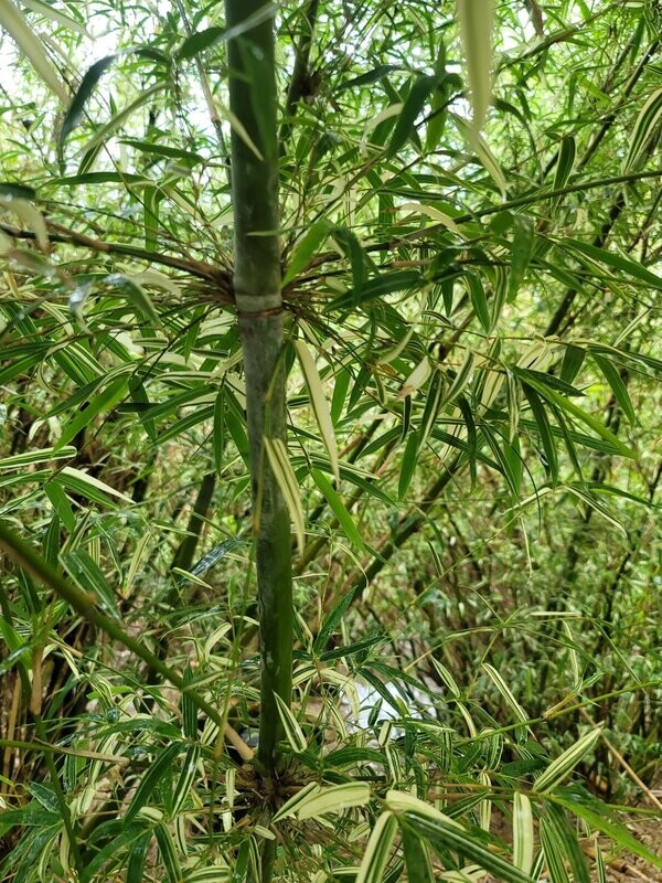 Bambusa Multiplex 'Silver Stripe'