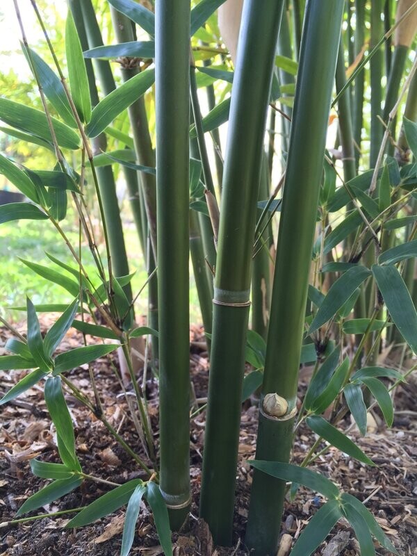 Bambusa Multiplex 'Green Hedge'