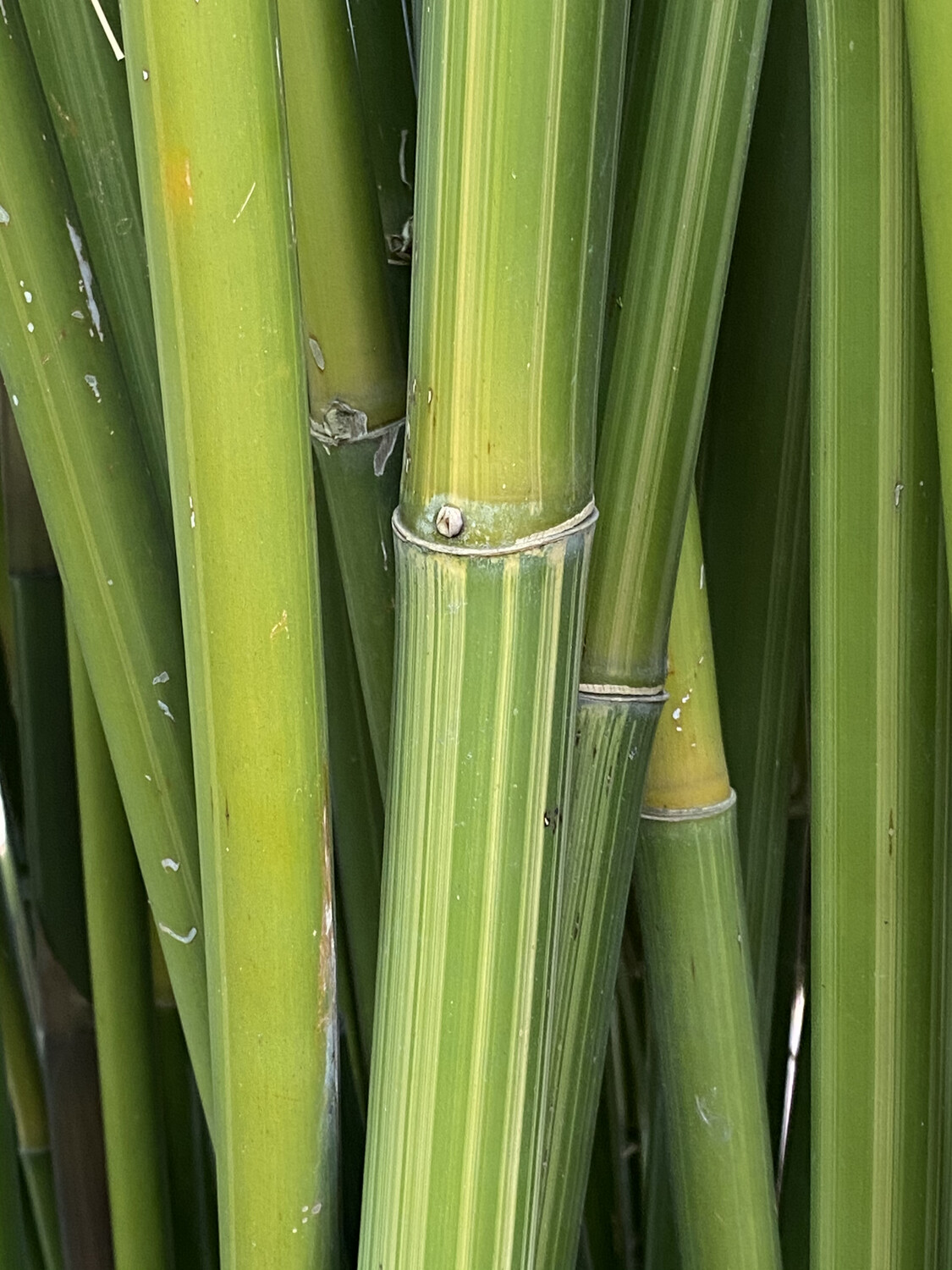 Bambusa Textilis 'Albostriata'