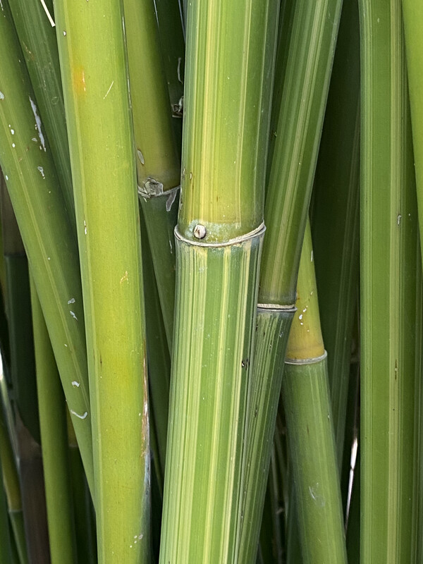 Bambusa Textilis 'Albostriata'