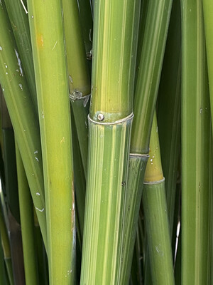 Bambusa Textilis 'Albostriata'