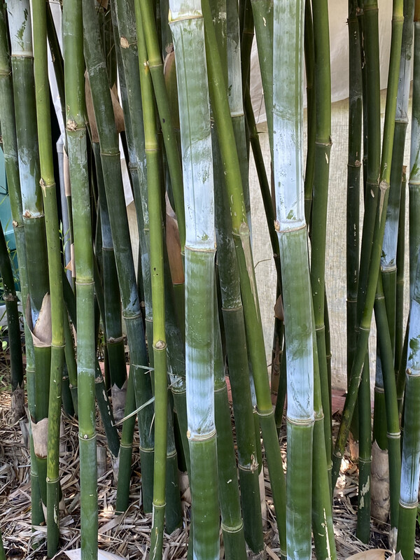 Bambusa Textilis 'Weaver'