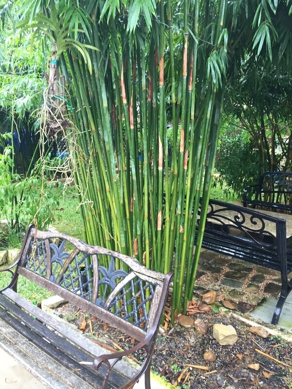 Bambusa Textilis 'Gracilis'
