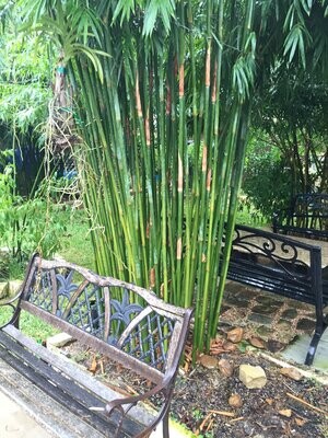 Bambusa Textilis 'Gracilis'