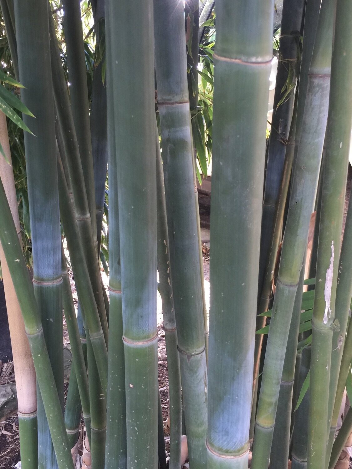 Bambusa Textilis 'Kanapaha' "Royal Bamboo"
