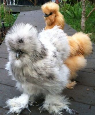 Fluffy Butt Hut Race #1